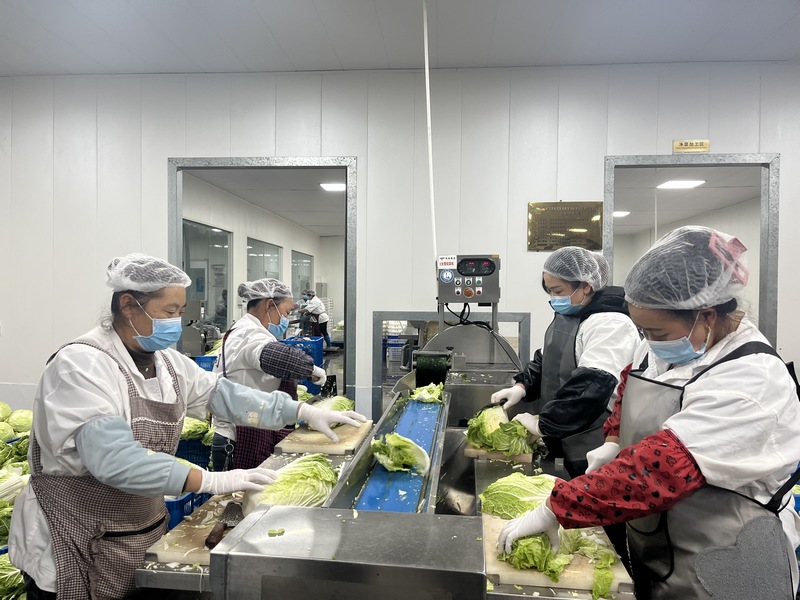 把新鲜蔬菜放入加工设备内进行清洗、切配等作业。